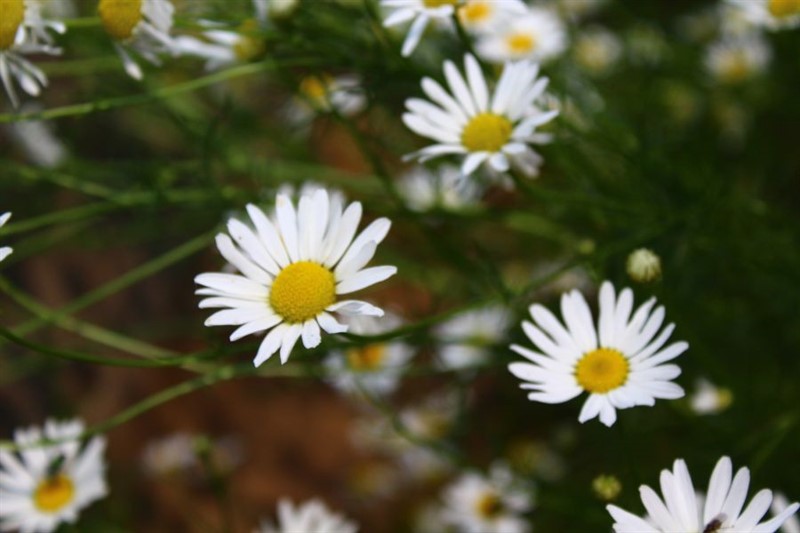 Weedcontrol