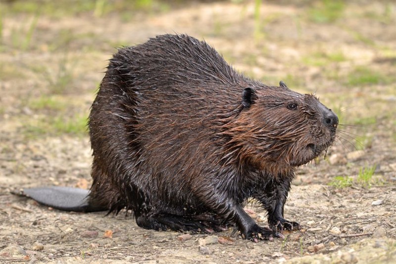beaver
