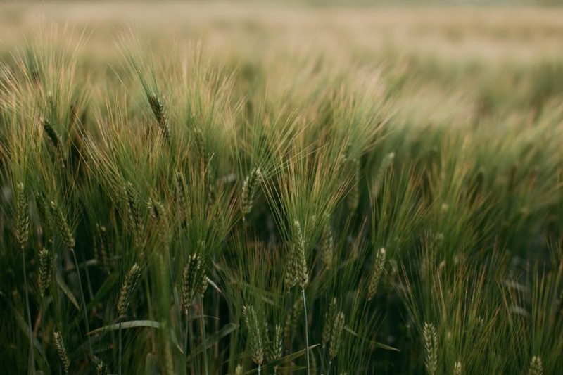 wheat